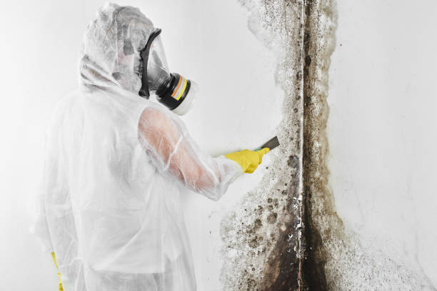Best Mold Removal Process  in Santa Clara, OR