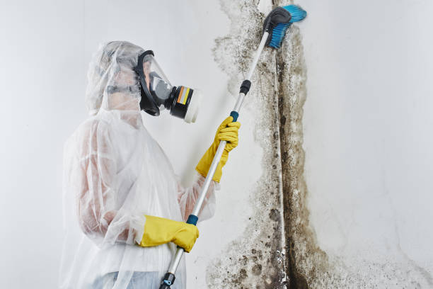 Mold Removal Process in Santa Clara, OR