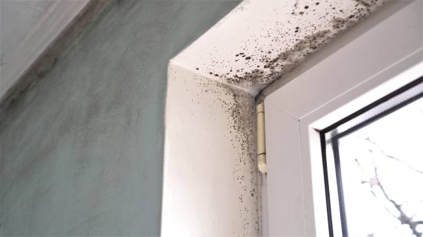Best Residential Mold Removal  in Santa Clara, OR