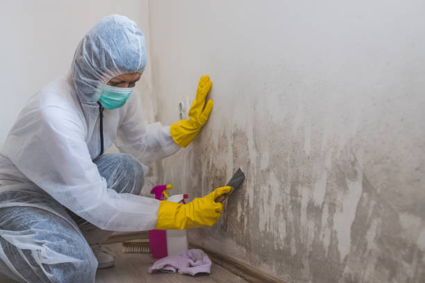 Professional Mold Removal in Santa Clara, OR