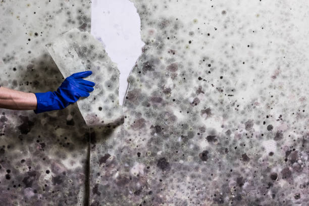 Best Commercial Mold Removal  in Santa Clara, OR